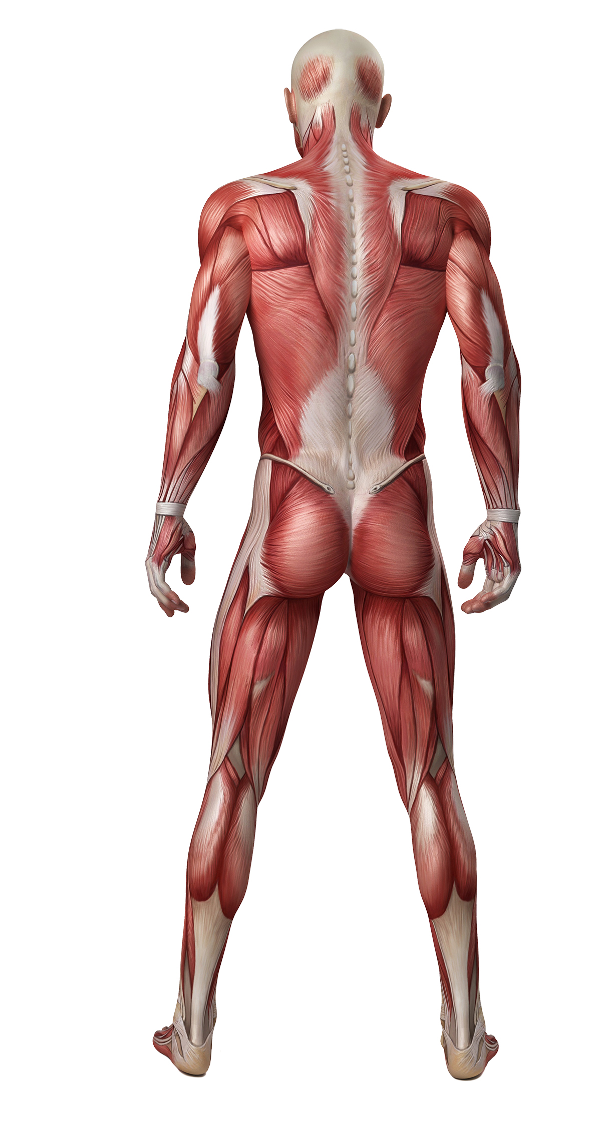 Human muscular system